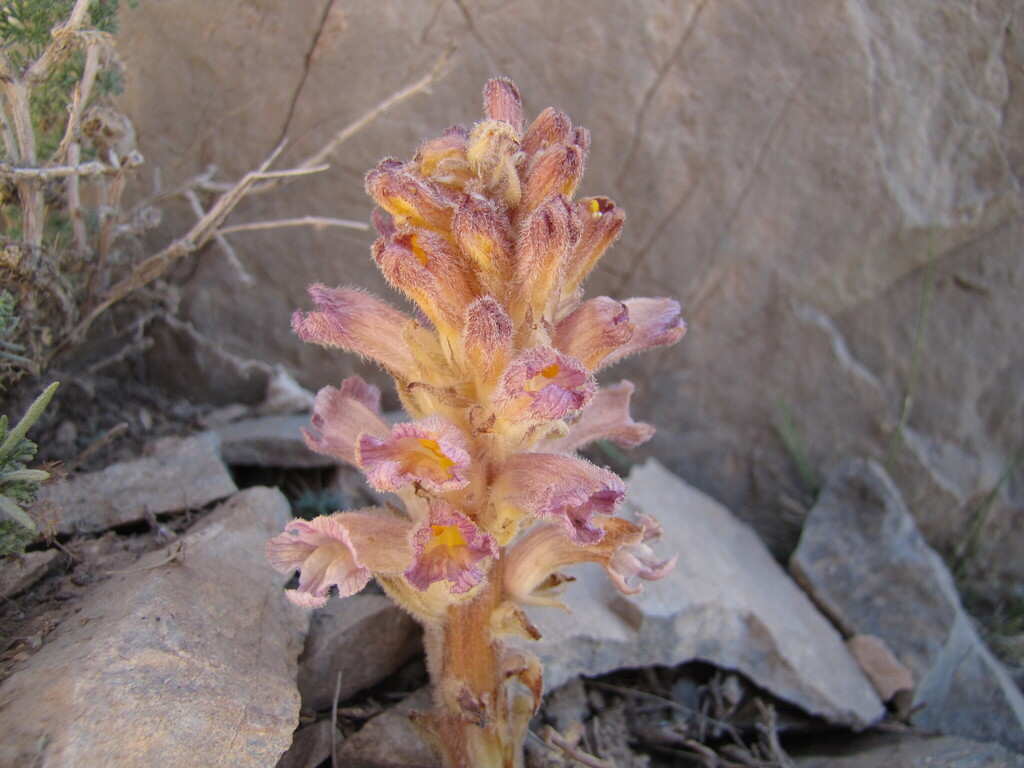 Orobanche spectabilis