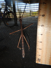 Pachymorpha