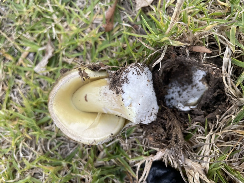 Amanita phalloides · June 2025 · photo: © rosawoodsii (iNaturalist, cc-by)