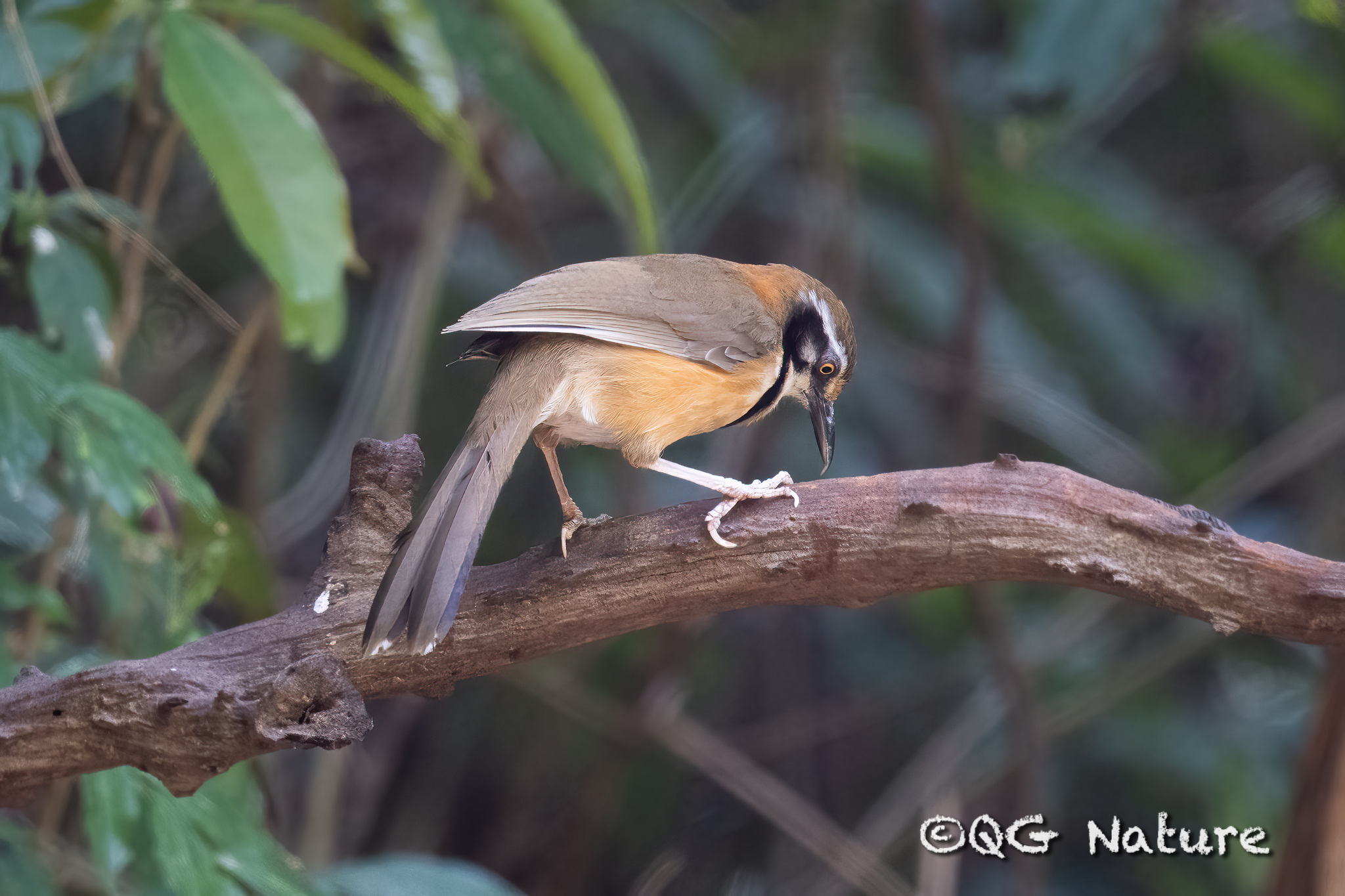 Lesser Necklaced Laughingthrush