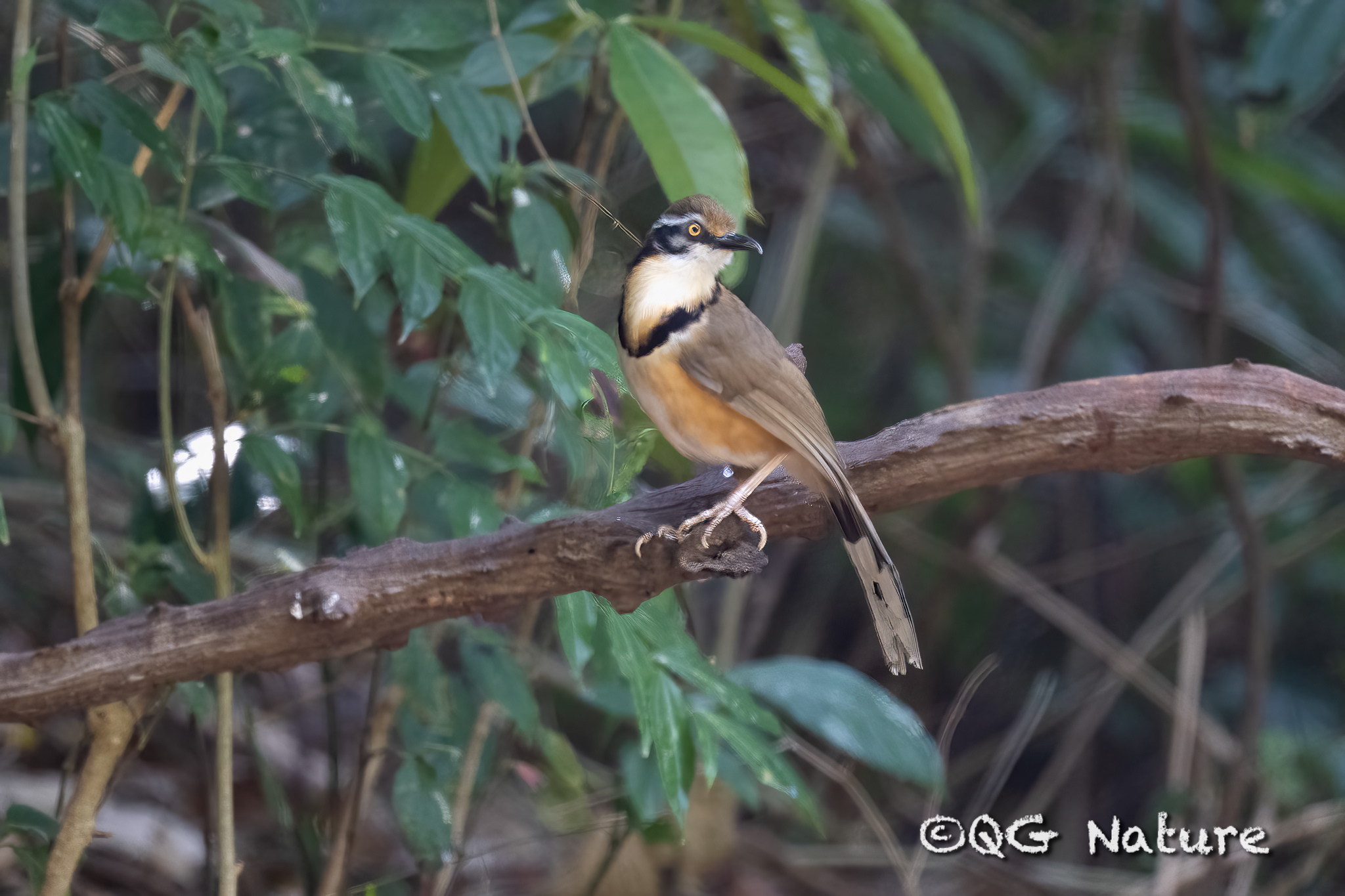 Lesser Necklaced Laughingthrush