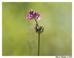 Sidalcea ranunculacea