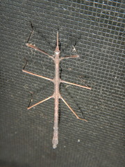 Pachymorpha