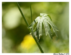 Sidalcea ranunculacea