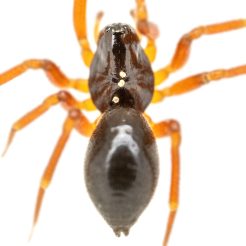 Koch's Sheet-web Weaver