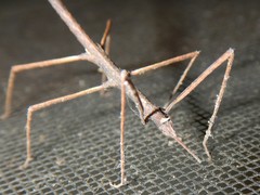 Pachymorpha