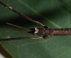 Pachymorpha