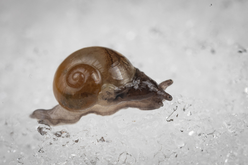 Pellucid Glass-snail, Rożnowice 32, 64-610, Polska , photo 9 of 10