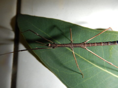 Pachymorpha