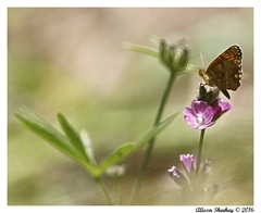 Phyciodes mylitta