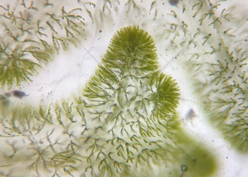 Chaetophora lobata observed 2025-06-02