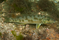 Sand Sillago photo 2