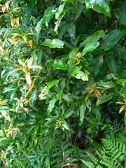 Lithocarpus hancei