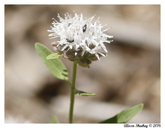 Monardella odoratissima pallida