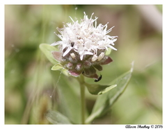 Monardella odoratissima pallida