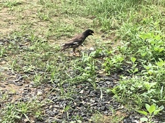 Acridotheres tristis