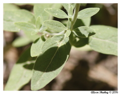 Monardella odoratissima pallida
