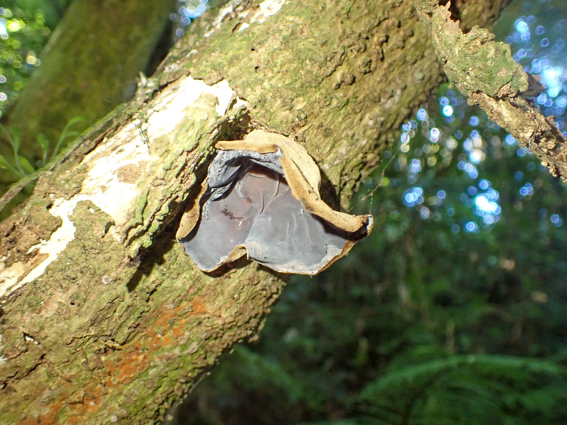 Auricularia cornea · April 2025 · photo: © richardlitt (iNaturalist, cc0)