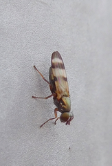 Chaetopsis fulvifrons