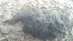 Exidia novozealandica