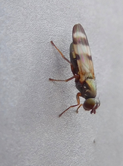 Chaetopsis fulvifrons