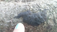 Exidia novozealandica