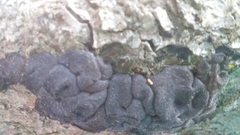 Exidia novozealandica