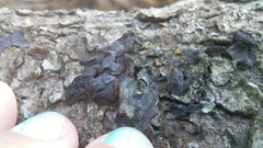 Exidia novozealandica
