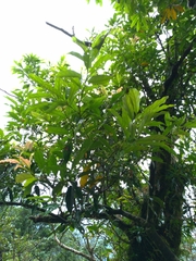 Itea