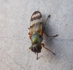 Chaetopsis fulvifrons