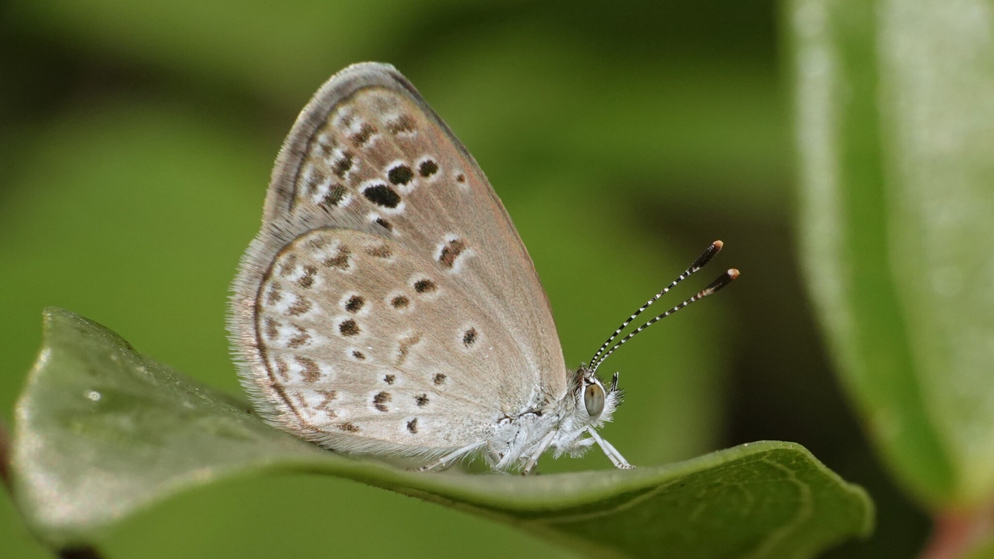 Lesser Grass Blue