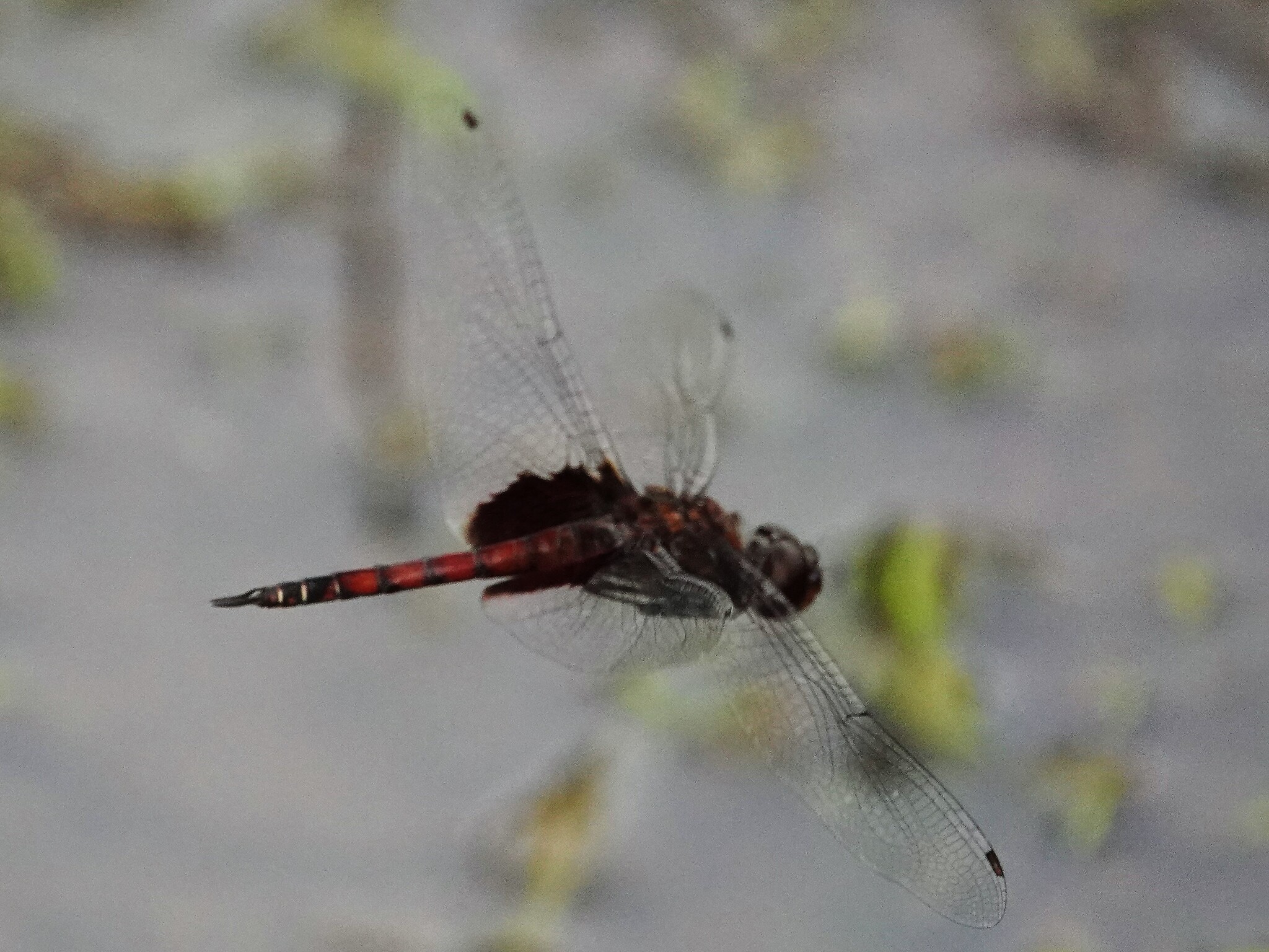 Black Marsh Trotter
