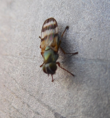 Chaetopsis fulvifrons