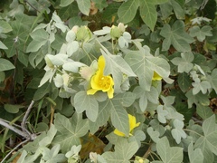 Gossypium tomentosum