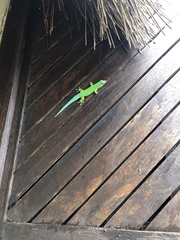 Phelsuma sundbergi