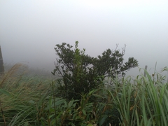 Quercus sessilifolia