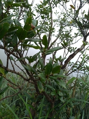 Quercus sessilifolia