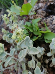 (c) Pantazi Katerina, some rights reserved (CC BY) Stachys chrysantha, photograph (c) Pantazi Katerina, some rights reserved (CC BY)
