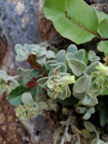 Stachys chrysantha, photograph 3