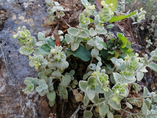 Stachys chrysantha, photograph 4