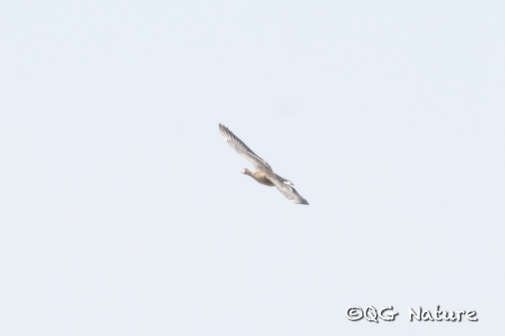 Lesser White-fronted Goose