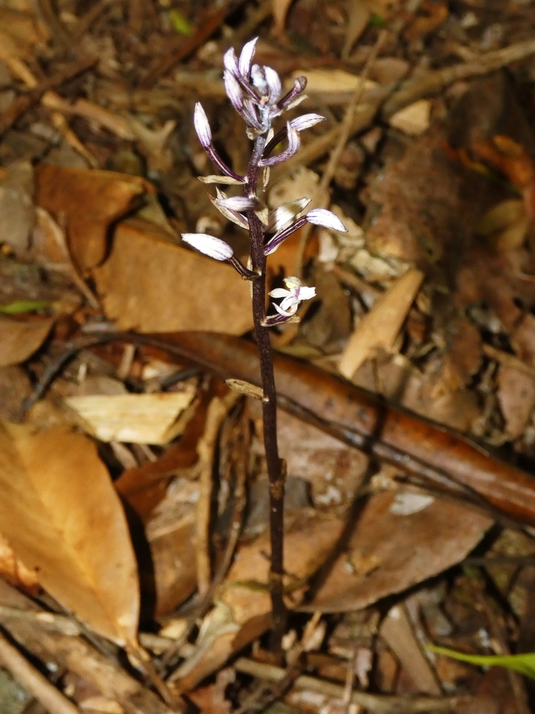 Aphyllorchis anomala