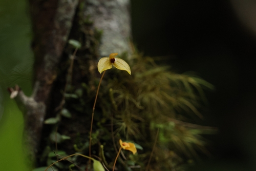 Bulbophyllum catenarium