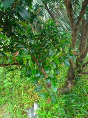 Theaceae