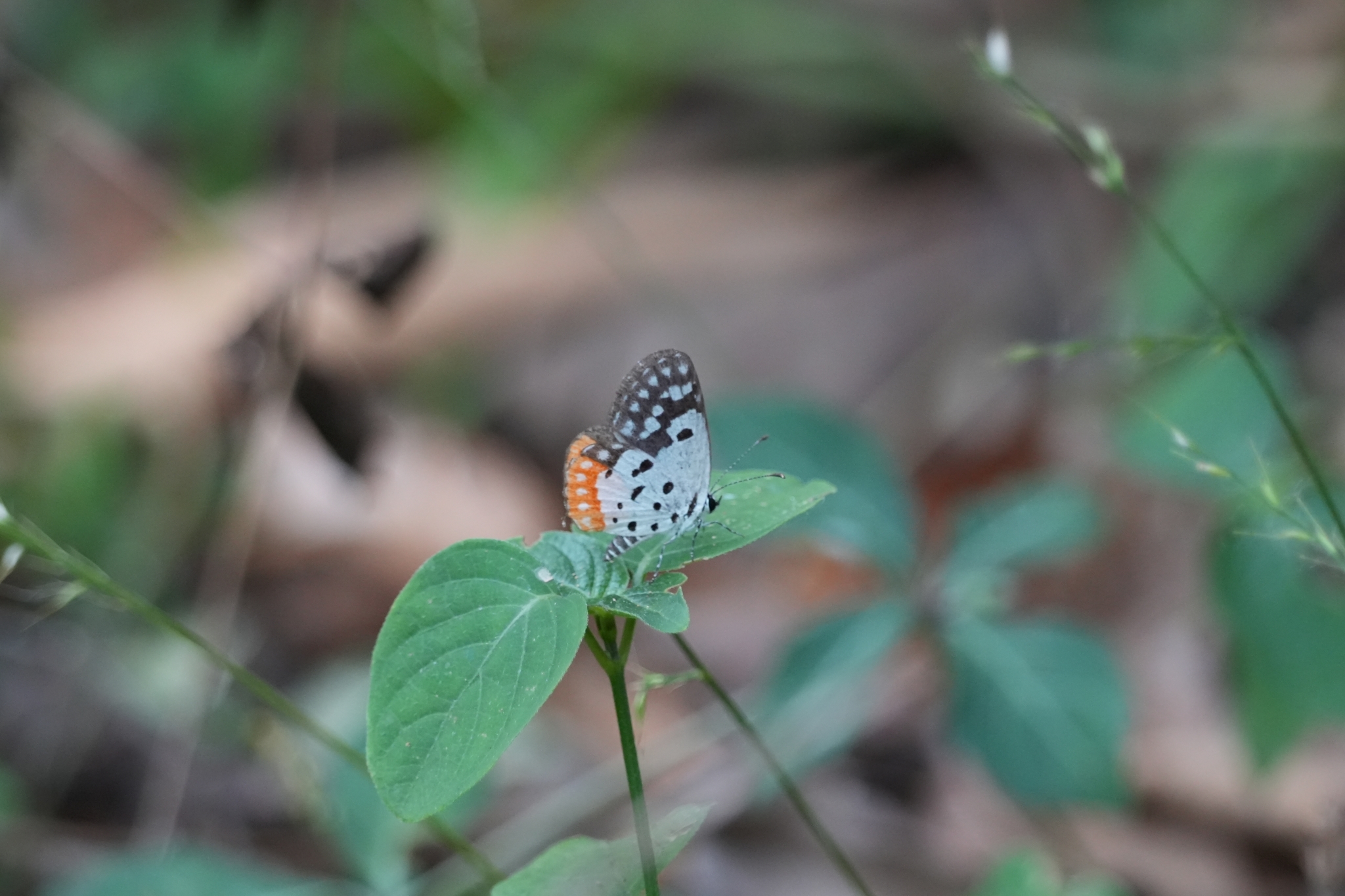 Red Pierrot