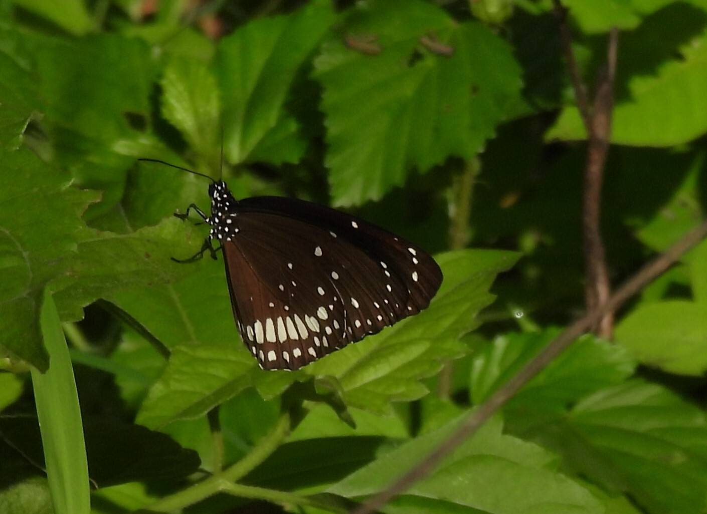 Common Crow