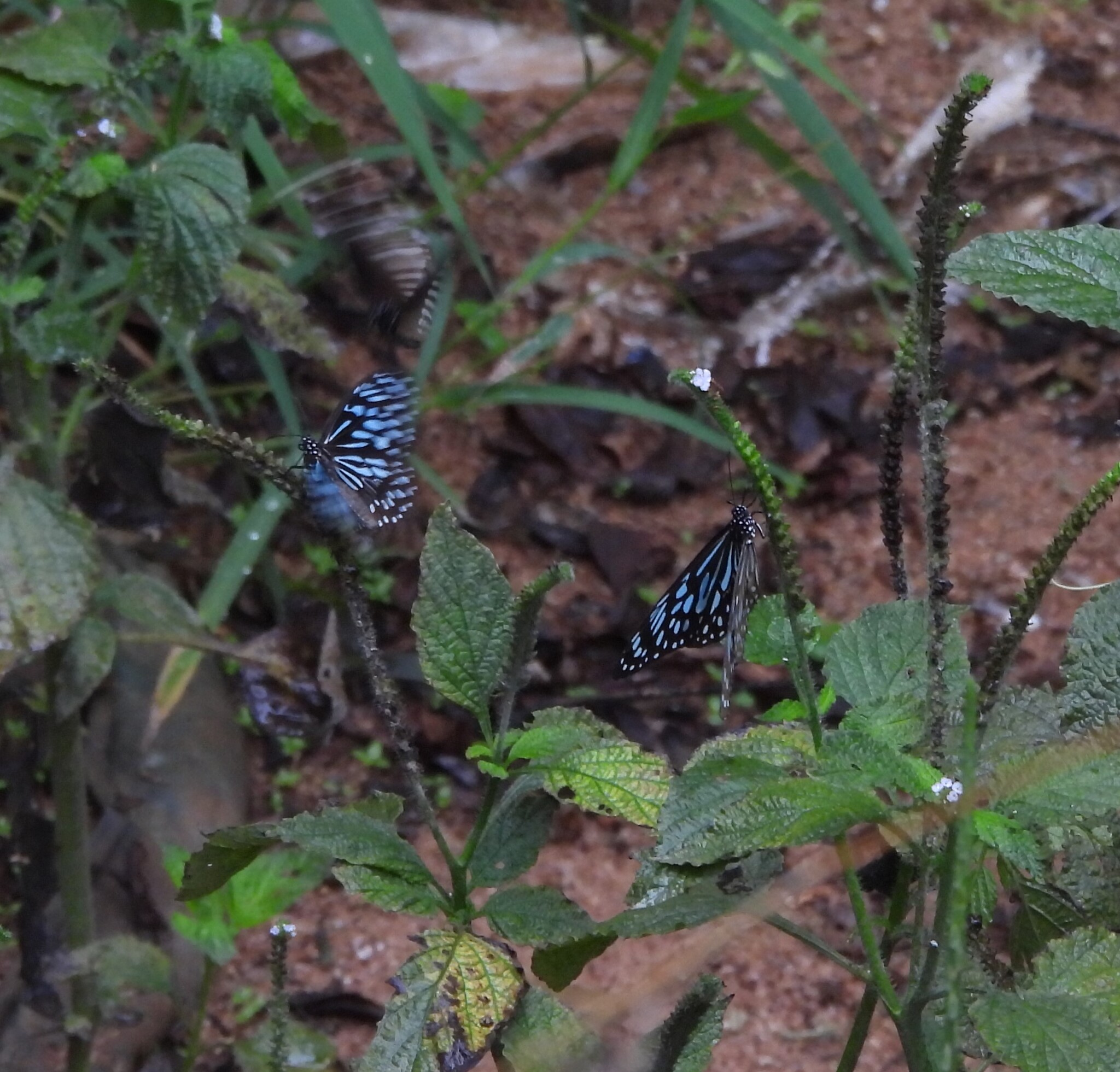 Dark Blue Tiger