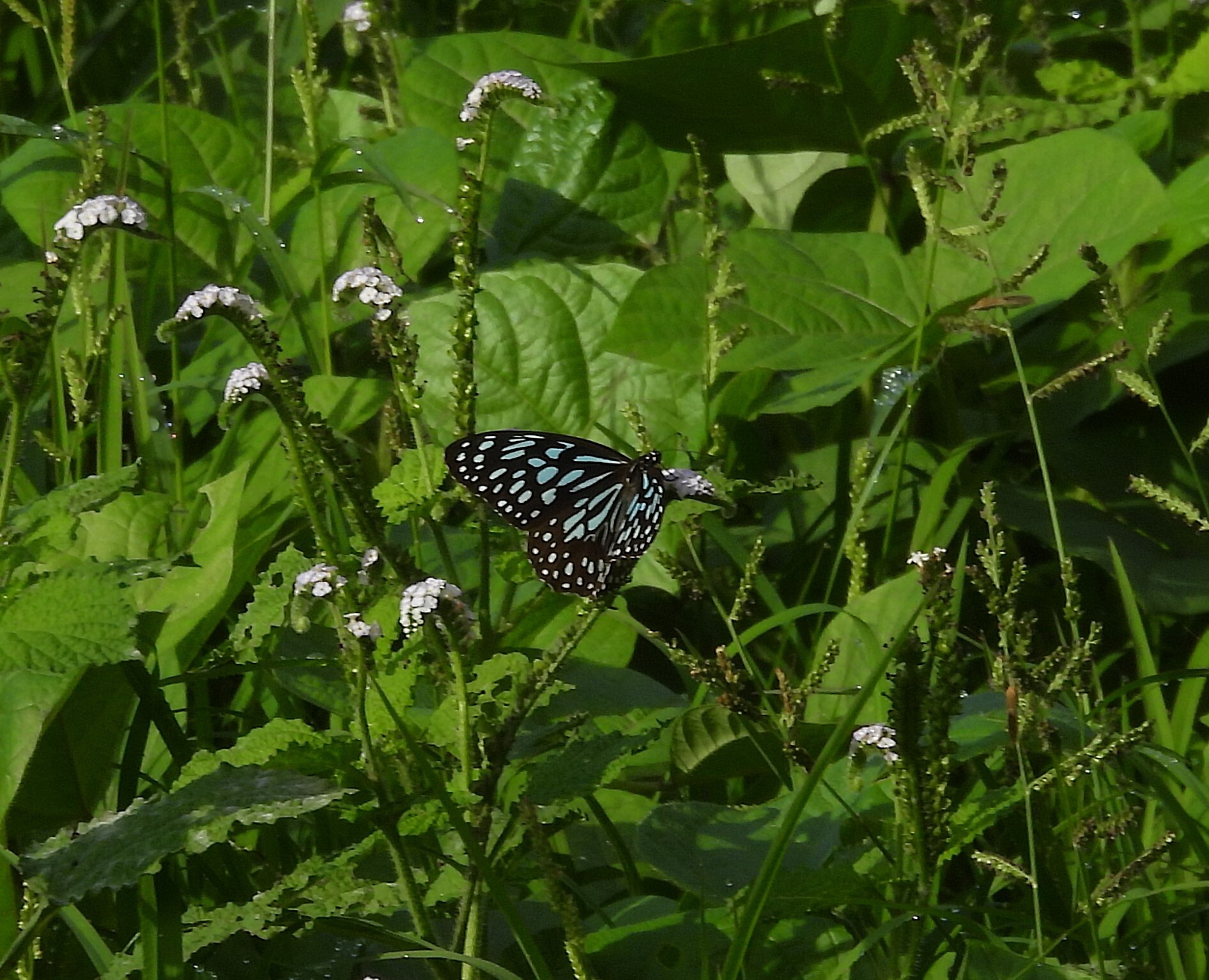 Dark Blue Tiger