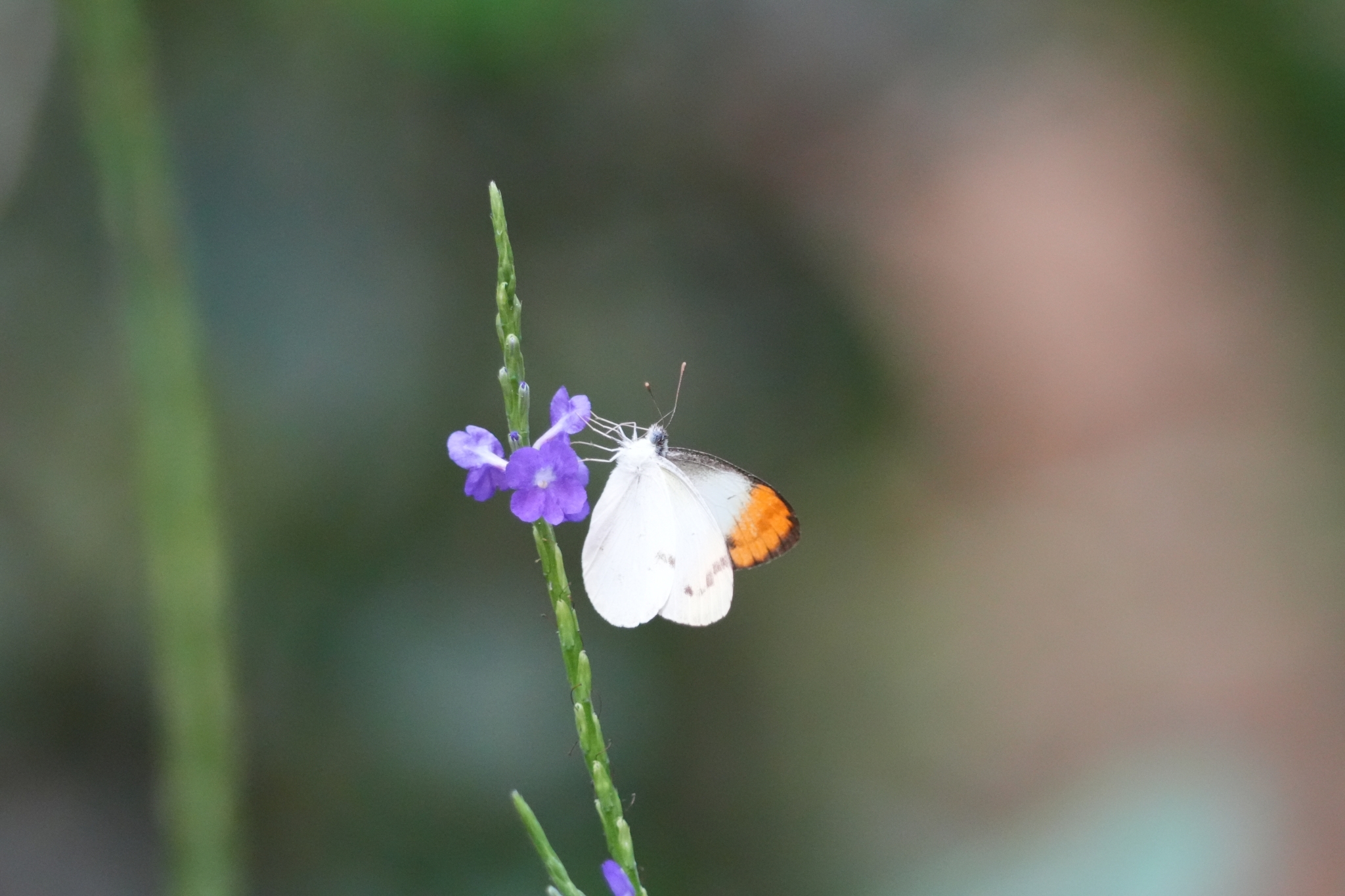 Plain Orange-Tip