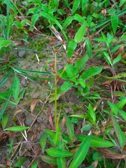 Juncus prismatocarpus leschenaultii